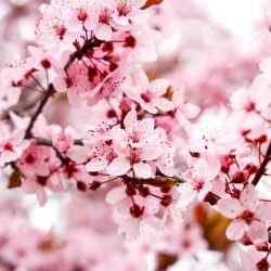 Frühling auf Zypern